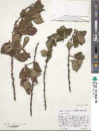 Rubus cuneifolius image