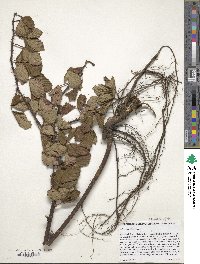 Rubus cuneifolius image