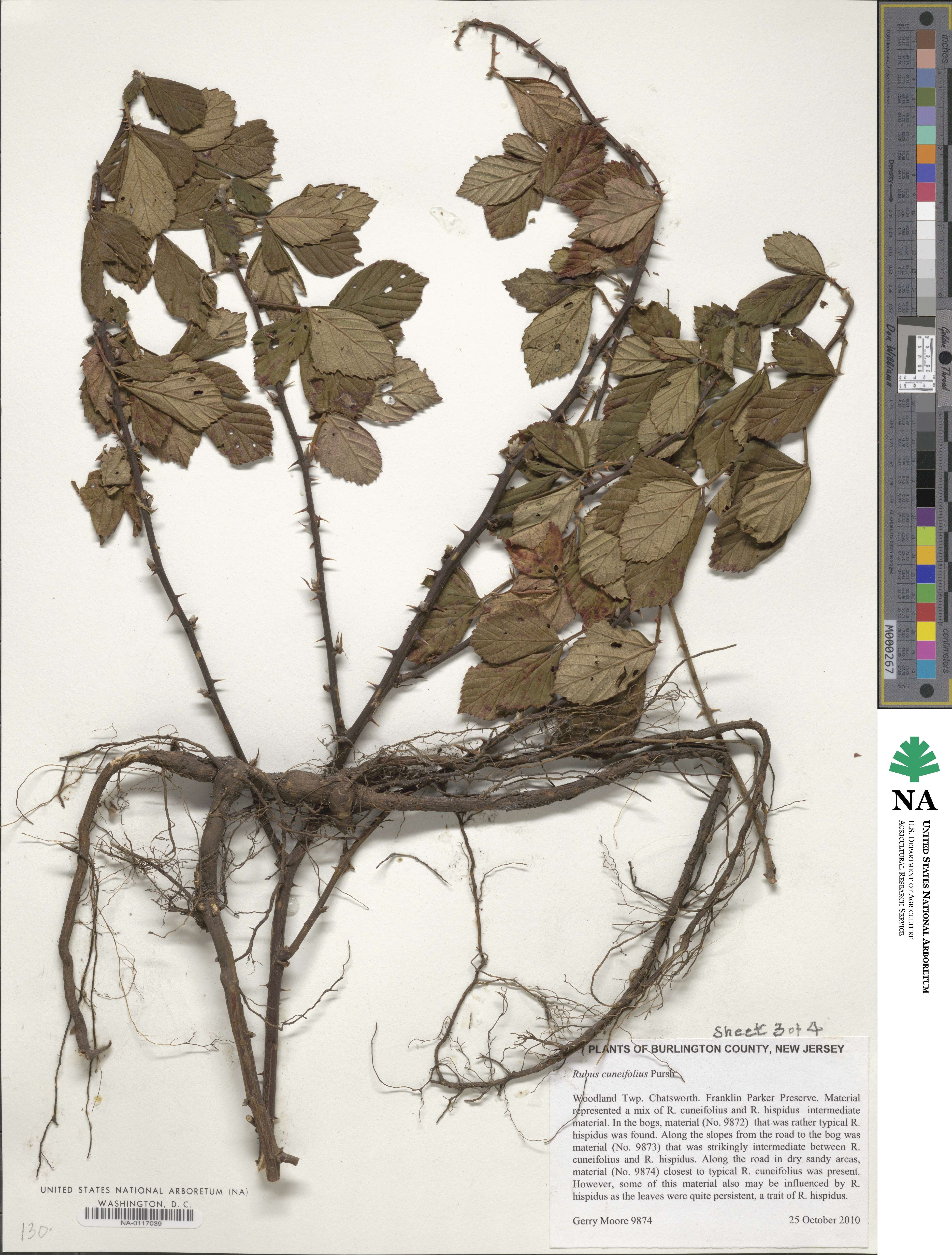 Rubus cuneifolius image