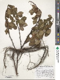 Rubus cuneifolius image