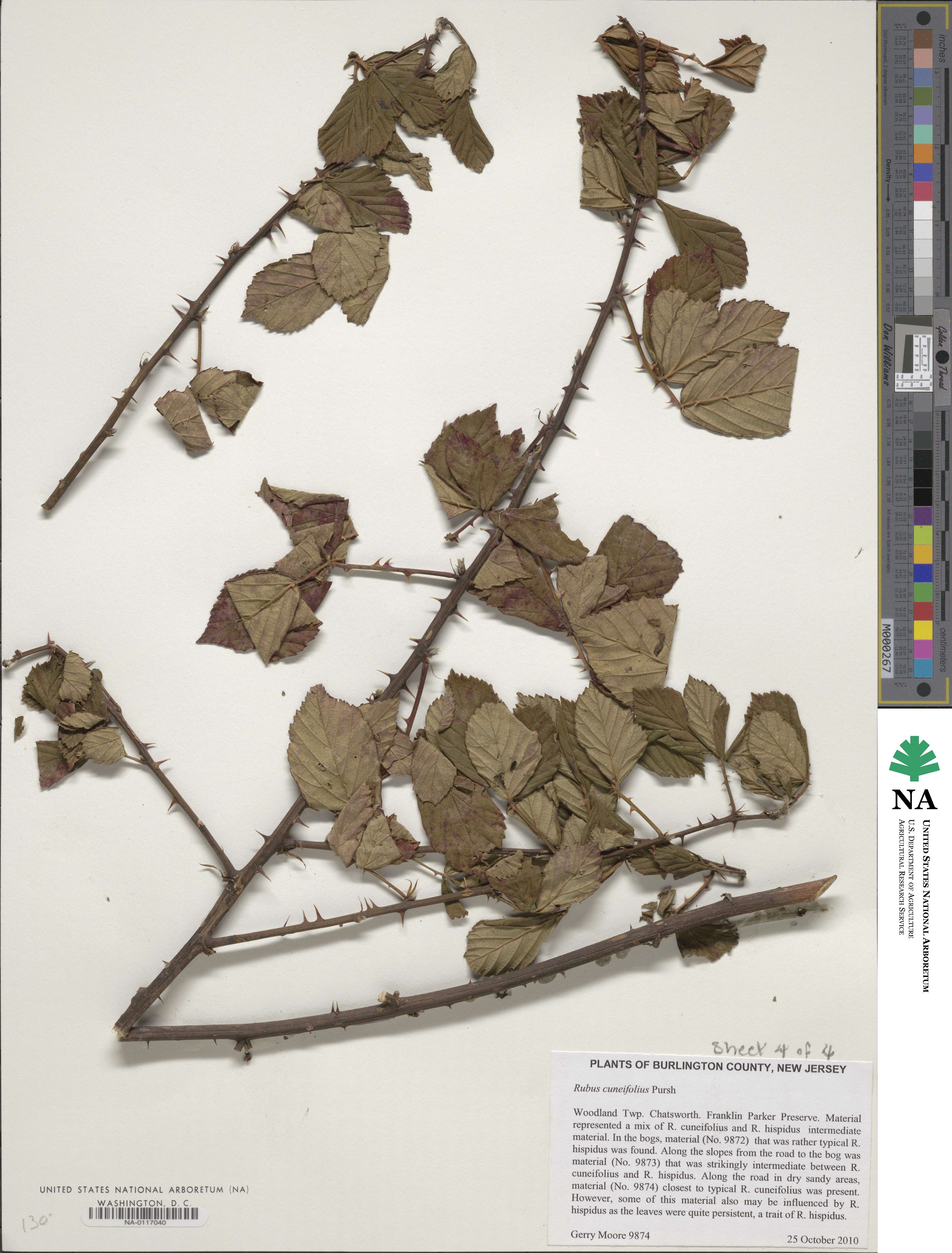 Rubus cuneifolius image