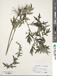 Artemisia vulgaris image