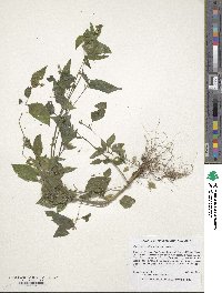 Galinsoga parviflora image