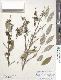 Elaeagnus umbellata image