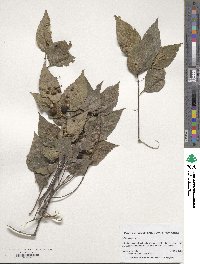 Celtis occidentalis image