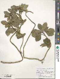 Pachysandra terminalis image