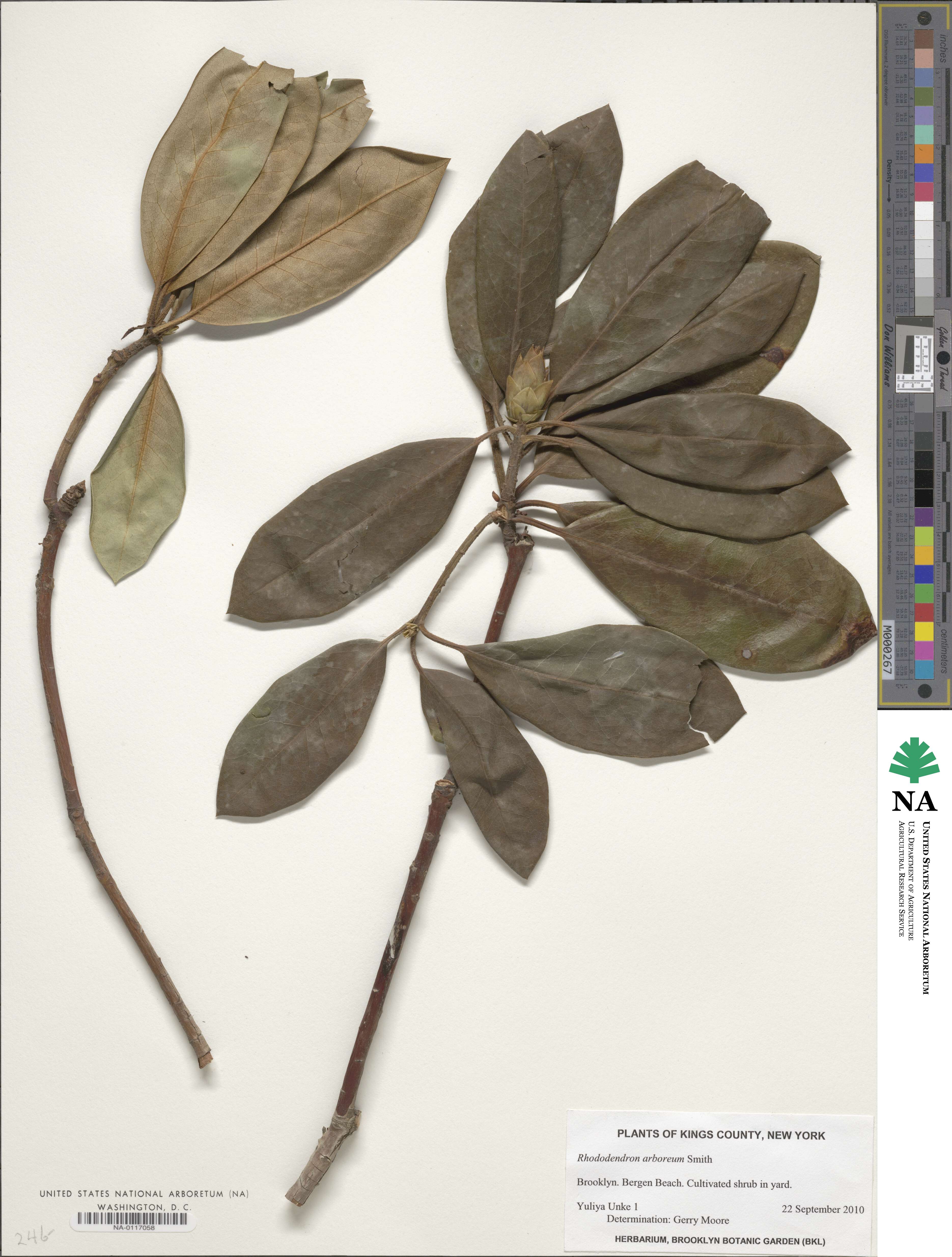 Rhododendron arboreum image