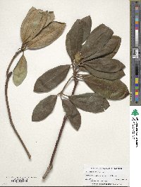 Rhododendron arboreum image