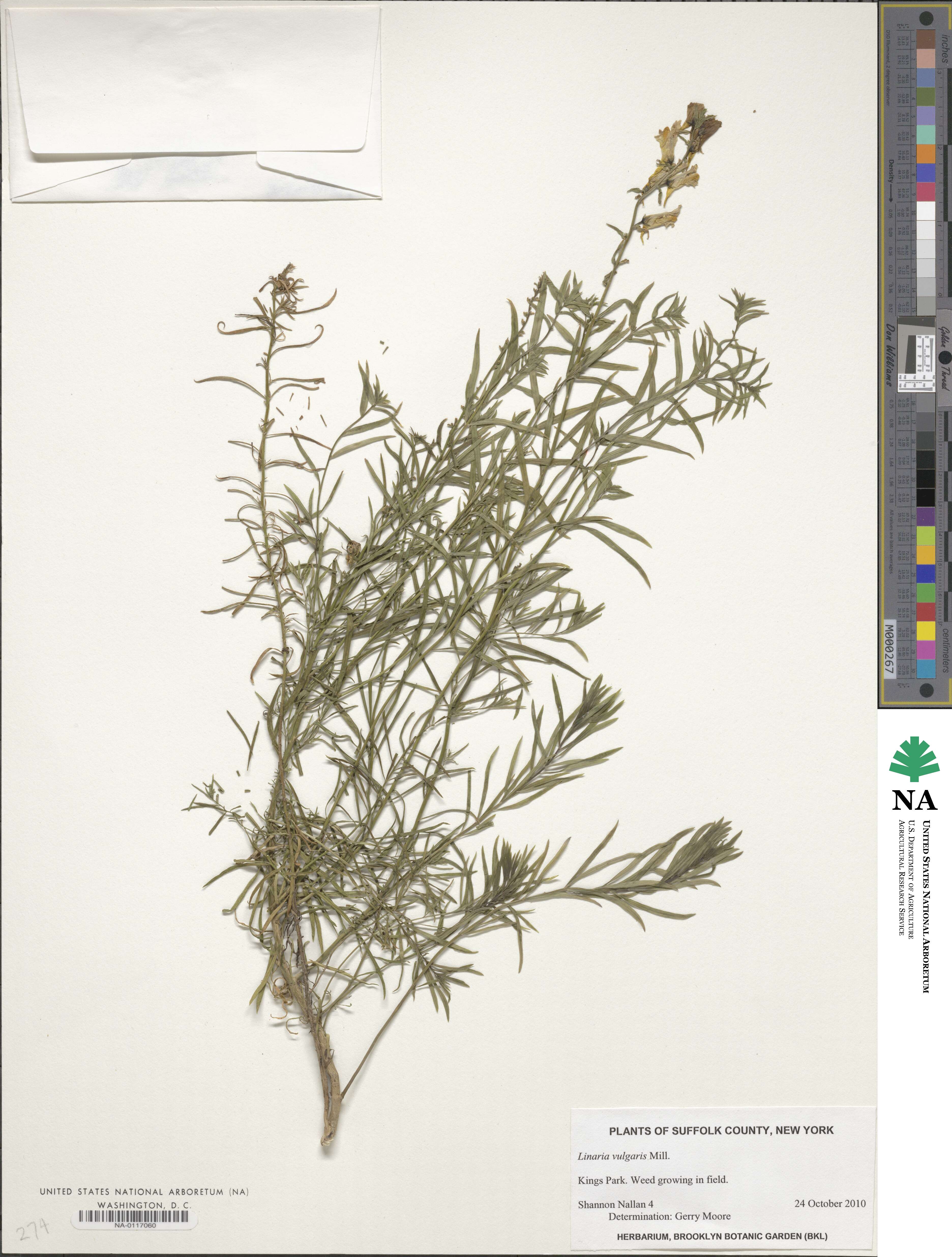 Linaria vulgaris image