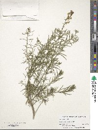 Image of Linaria vulgaris