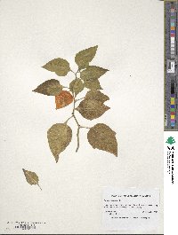 Physalis alkekengi image