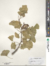 Ginkgo biloba image