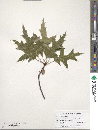 Quercus palustris image