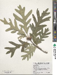 Quercus alba image