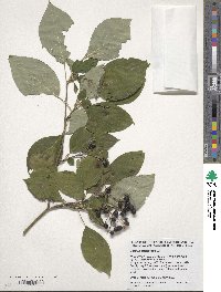 Cornus alternifolia image