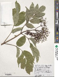 Sambucus canadensis image