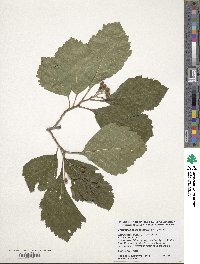 Image of Crataegus calpodendron