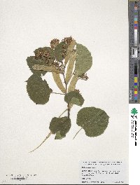 Tilia americana image