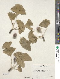 Ginkgo biloba image