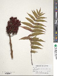 Rhus glabra image