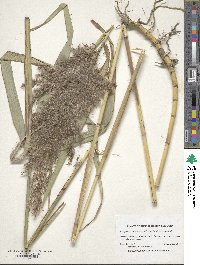 Phragmites australis image