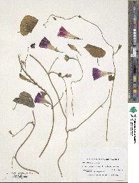 Ipomoea purpurea image