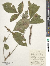 Carya laciniosa image