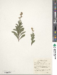 Spiraea alba image