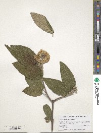 Viburnum rhytidophyllum image