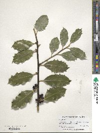 Ilex aquifolium image