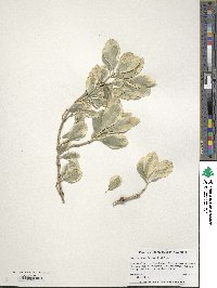 Euonymus fortunei image