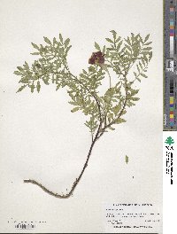 Tagetes tenuifolia image