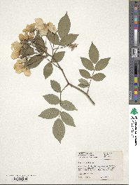 Rosa longicuspis image