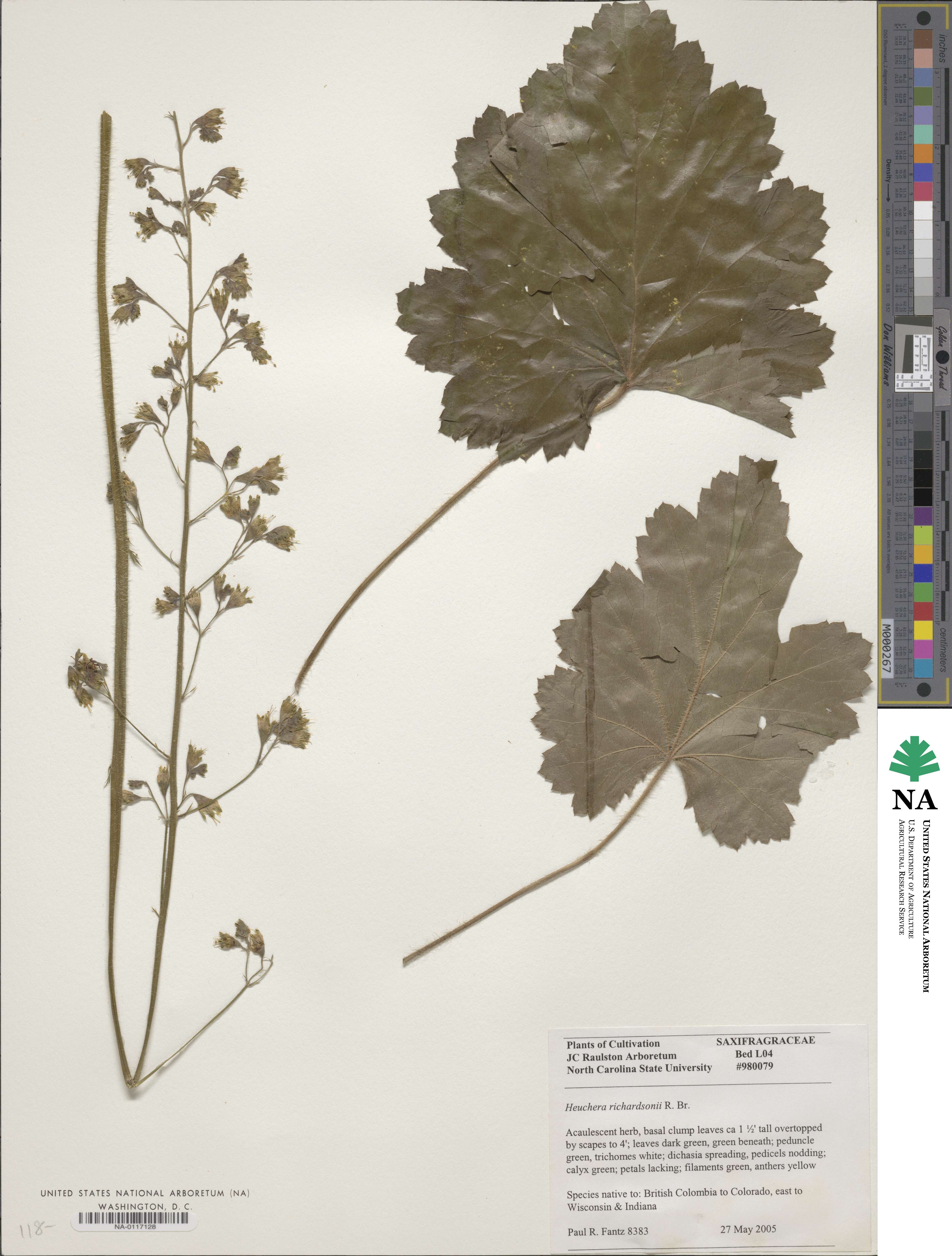 Heuchera richardsonii image