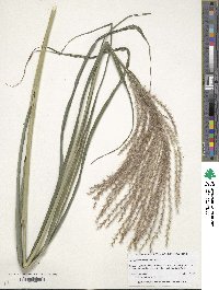 Miscanthus sinensis image