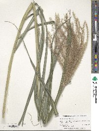 Miscanthus sinensis image