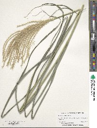 Miscanthus sinensis image