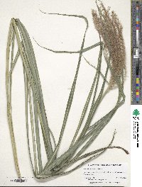 Miscanthus sinensis image