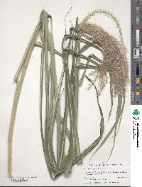 Miscanthus sinensis image