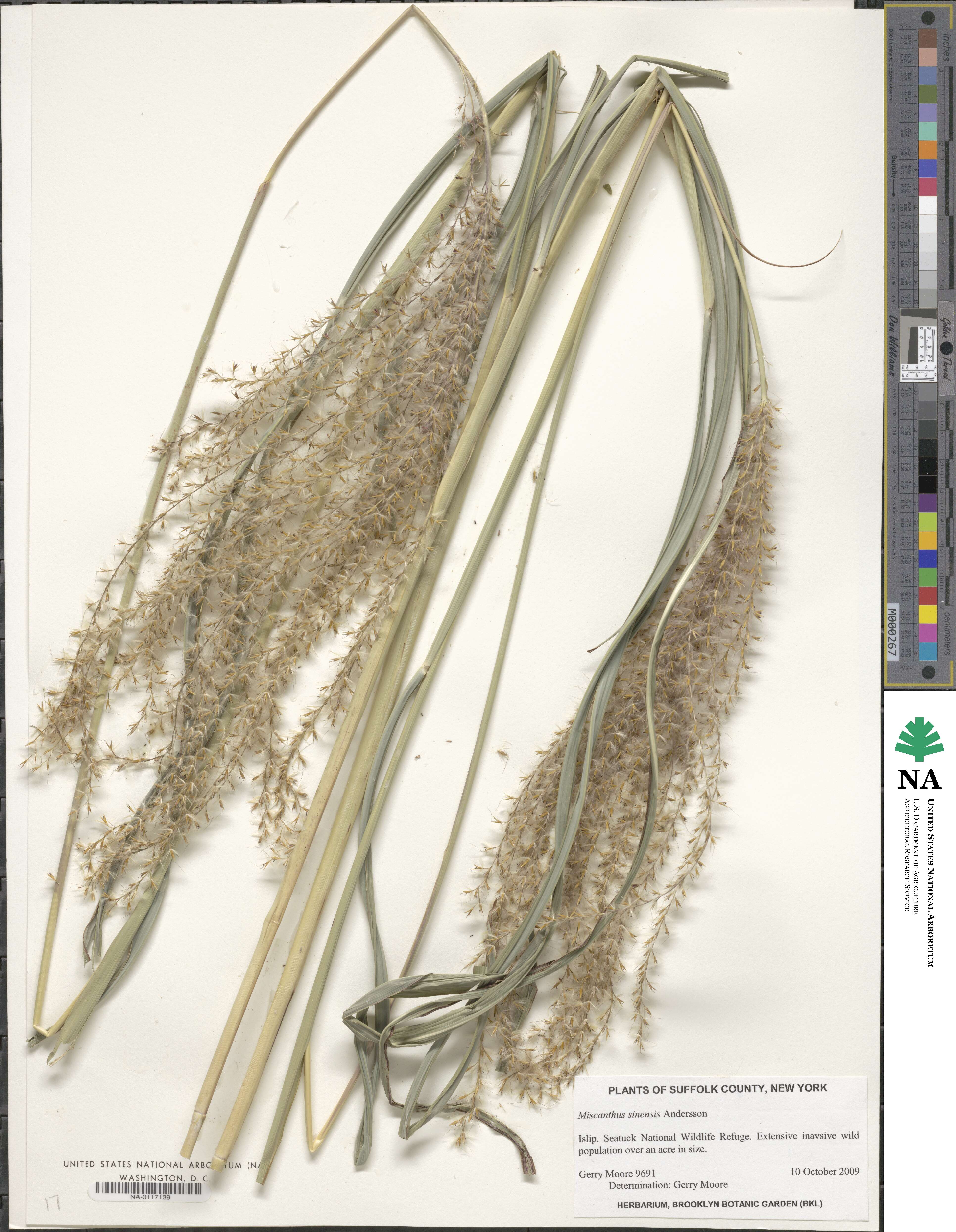 Miscanthus sinensis image