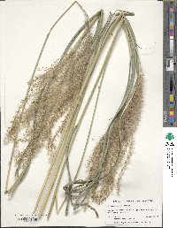 Miscanthus sinensis image