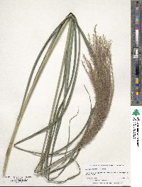 Miscanthus sinensis image