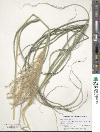 Miscanthus sinensis image