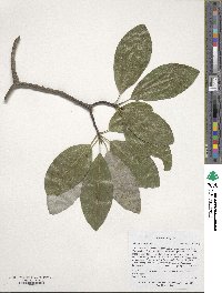 Magnolia virginiana image