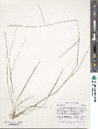 Danthonia spicata image