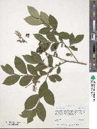 Lyonia ligustrina image