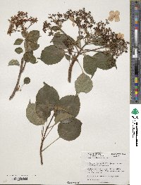 Hydrangea anomala subsp. petiolaris image