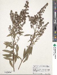 Spiraea alba image