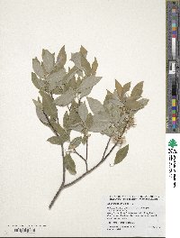 Salix petiolaris image