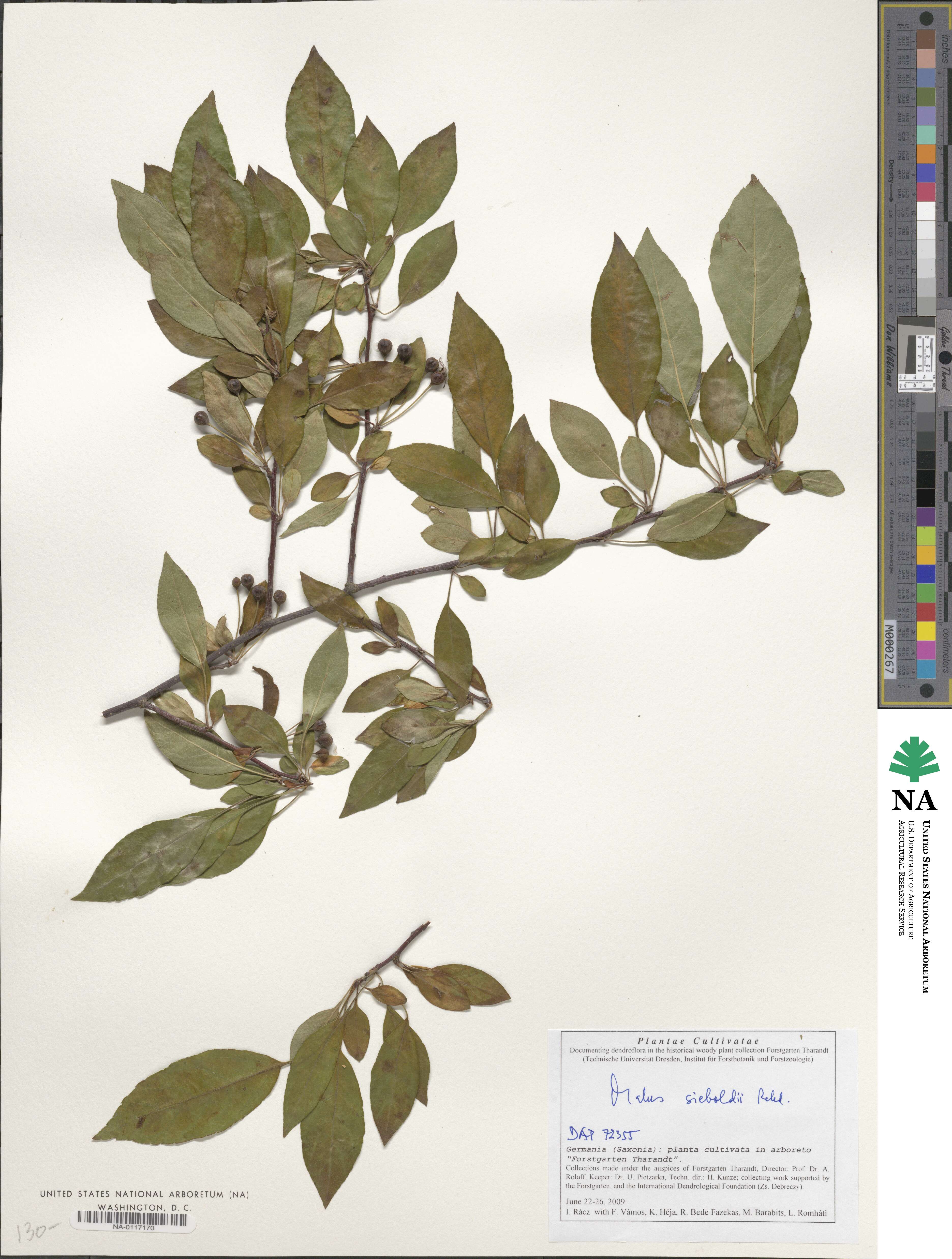 Malus sieboldii image